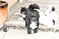 Portugese Water Dogs-12