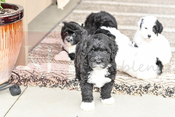 Portugese Water Dogs-12