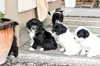 Portugese Water Dogs-13