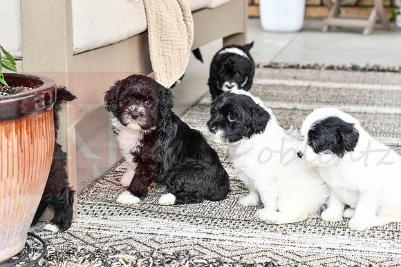 Portugese Water Dogs-13