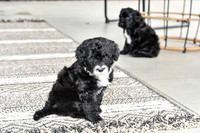 Portugese Water Dogs-15