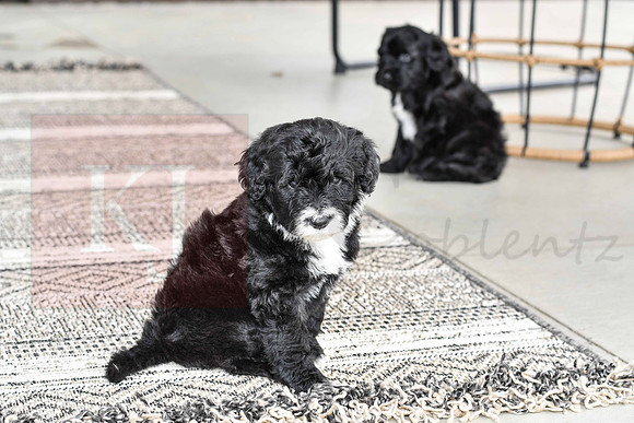 Portugese Water Dogs-15