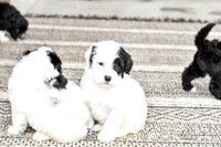Portugese Water Dogs-14