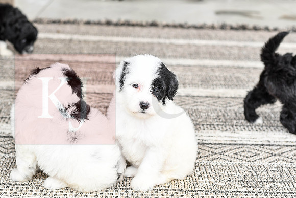 Portugese Water Dogs-14