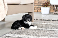 Portugese Water Dogs-16