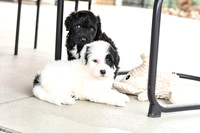 Portugese Water Dogs-17