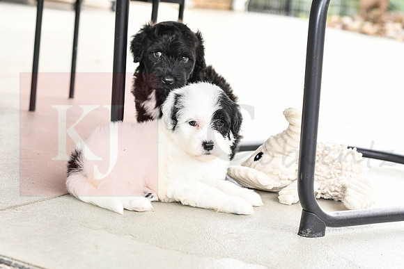 Portugese Water Dogs-17