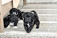 Portugese Water Dogs-18