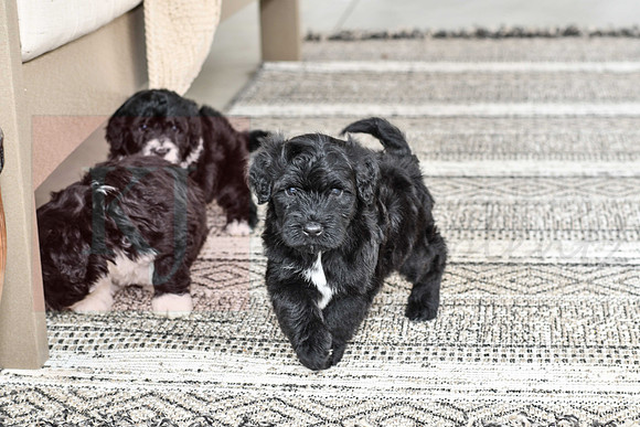 Portugese Water Dogs-18