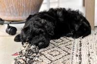 Portugese Water Dogs-19