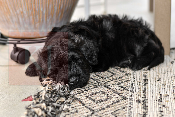 Portugese Water Dogs-19