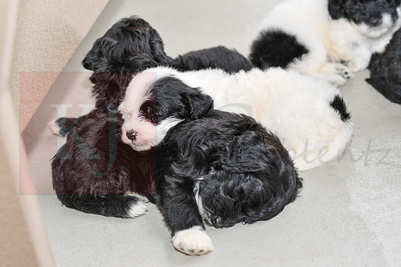 Portugese Water Dogs-20