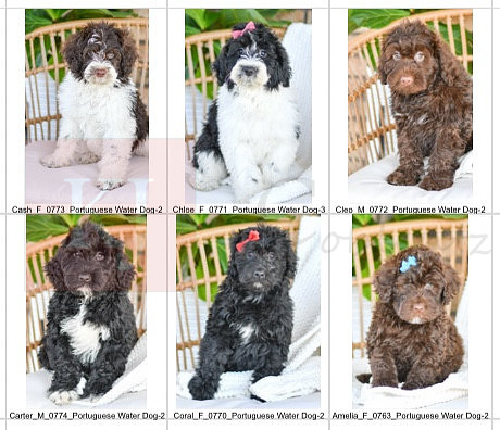 01.28.23 Portuguese Water Dog Litter Photo