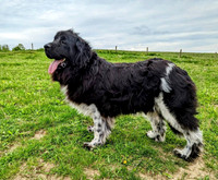 Shelia_F_Newfie_120#