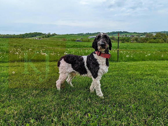 Cooper_M_Poodle_60#