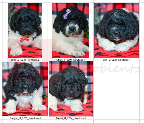 03.21.23 Newfipoos Litter Photo