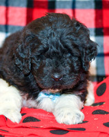 Diesel_M_2284_Newfipoo-1