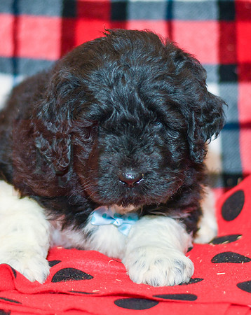 Diesel_M_2284_Newfipoo-1