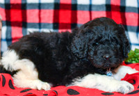 Diesel_M_2284_Newfipoo-2