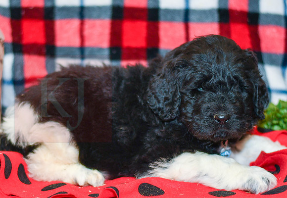 Diesel_M_2284_Newfipoo-2