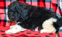 Diesel_M_2284_Newfipoo-3