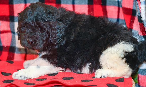 Diesel_M_2284_Newfipoo-3