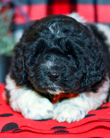 Max_M_2283_Newfipoo-1