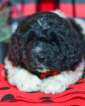 Max_M_2283_Newfipoo-1