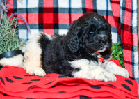 Max_M_2283_Newfipoo-2