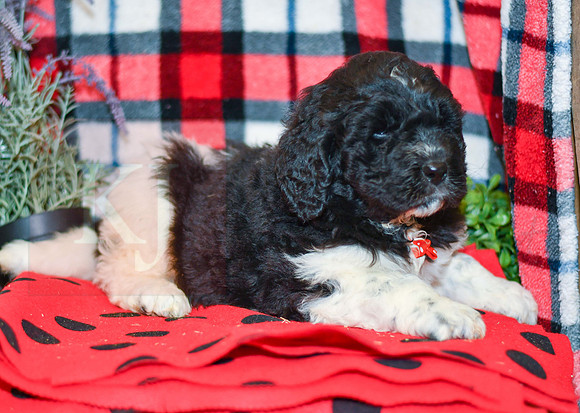 Max_M_2283_Newfipoo-2