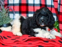 Max_M_2283_Newfipoo-3