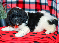 Max_M_2283_Newfipoo-4