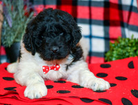 Oreo_M_2294_Newfipoo-1