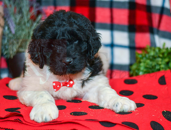 Oreo_M_2294_Newfipoo-1