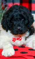 Oreo_M_2294_Newfipoo-2