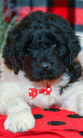 Oreo_M_2294_Newfipoo-2