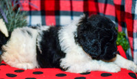 Oreo_M_2294_Newfipoo-3