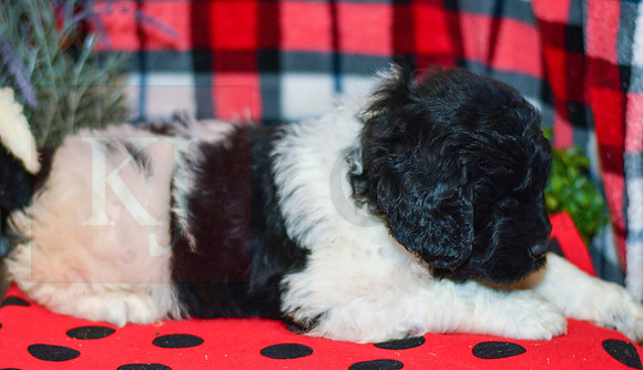 Oreo_M_2294_Newfipoo-3