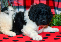 Oreo_M_2294_Newfipoo-4