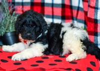 Oreo_M_2294_Newfipoo-5