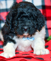 Ranger_M_2285_Newfipoo-1