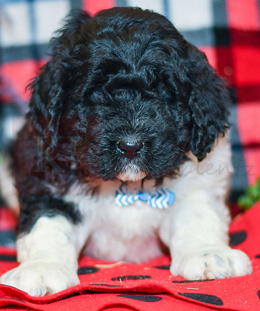 Ranger_M_2285_Newfipoo-1