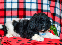 Ranger_M_2285_Newfipoo-2