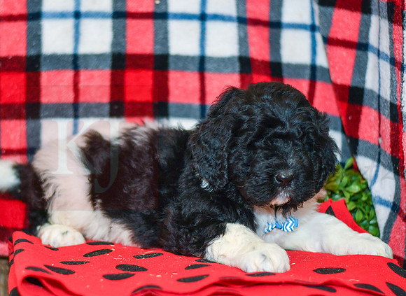 Ranger_M_2285_Newfipoo-2