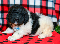 Ranger_M_2285_Newfipoo-3