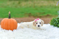Bailey_F_9522_Cockapoo-4
