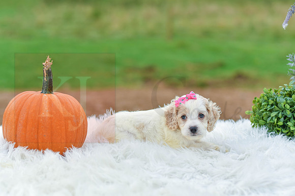 Bailey_F_9522_Cockapoo-4