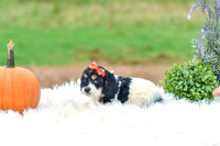 Bella_F_7393_Cockapoo-3