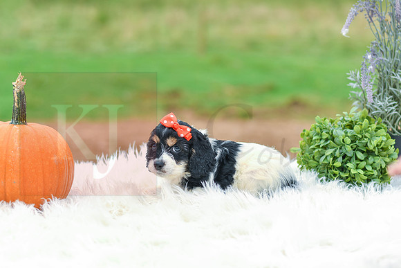 Bella_F_7393_Cockapoo-3