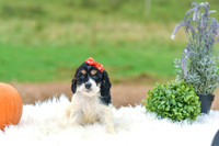 Bella_F_7393_Cockapoo-1